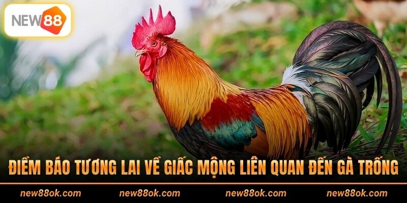 Điềm báo tương lai về giấc mộng liên quan đến gà trống